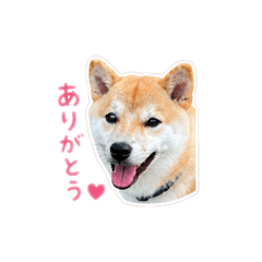 or_20260502193240