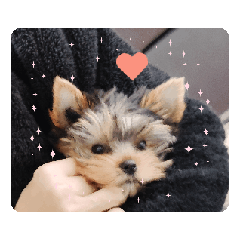 PINO_20260504202522