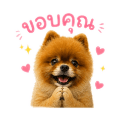 Donesocute2