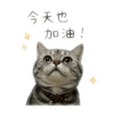 Nori貓咪日常貼圖