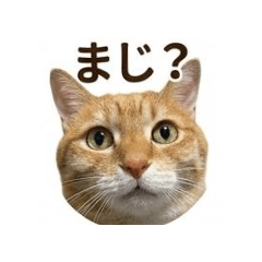 manmarugahaku_20260503112452