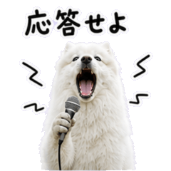 薩摩耶犬的可愛日常貼圖2