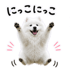 薩摩耶犬的可愛日常貼圖