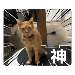 Team Kocha_20260504065947
