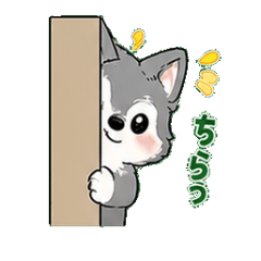 小狼的日常生活