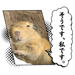 paw_20260502183736
