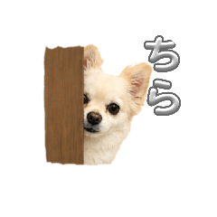 Chi-chan_20260502184421