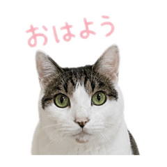 u-chan.stamp