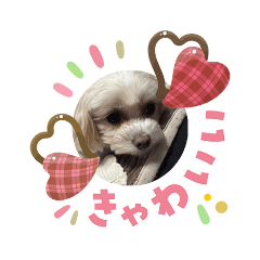 yasuyo_20260503124738