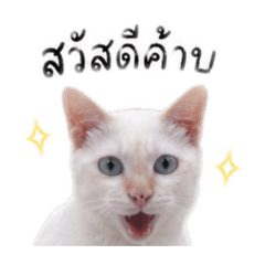 Lucky_20260428113750