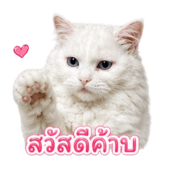 Fluffy Gang1