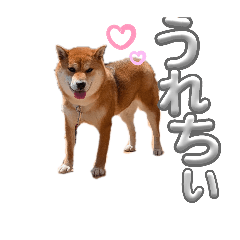 chakochan3