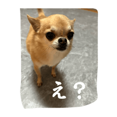 YELL_20260503103614
