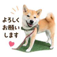 or_20260503124720