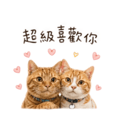 雙貓同框日常用語
