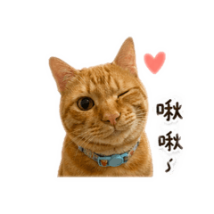 雙橘日常