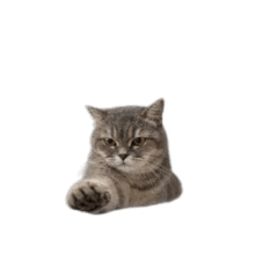 草灰搭寶寶ฅ^•ﻌ•^ฅ