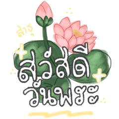 Pink lotus Sawasdee