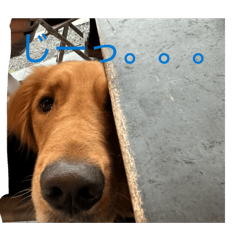 Mmmyyyyyy dogggg