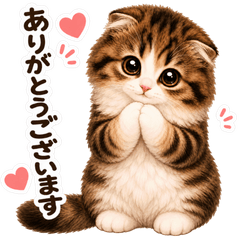 Sweet Scottish Fold Baby Kitten