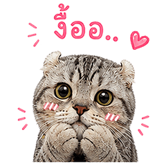 Anil is Cat