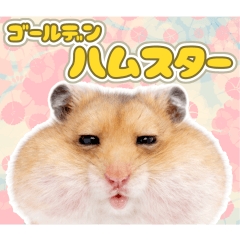 The Daily Life of a Golden Hamster.