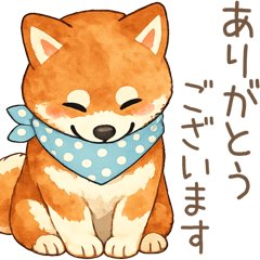 fluffy shiba14