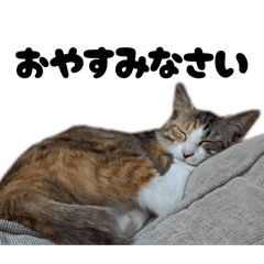 My free cat
