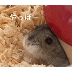magicyuito_20260503150141