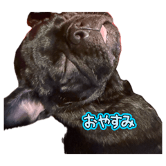 mamedaifuku_20260503092609