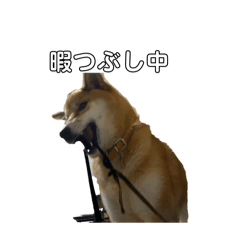 shiba Kinako chan