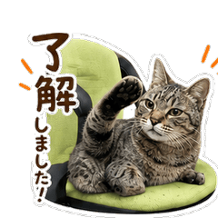 Neko Nyaa-san's One-Word Stickers