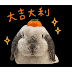 愛兔瑪莎（貝貝）表情包