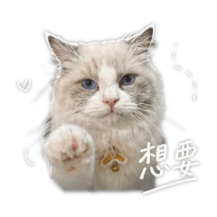 布偶貓兄弟