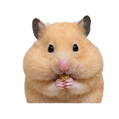 我家Pi寶2