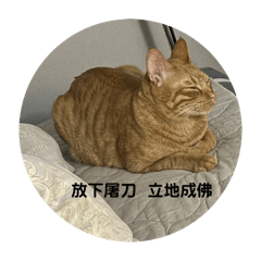 阿波羅日常