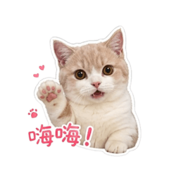短腿小樂♡♡
