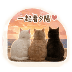 三隻喵喵寶