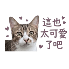 橘黑小黑大虎小虎