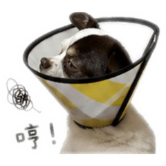 是小尼