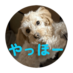 piyori_20260503135211a
