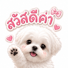 Chirin Maltese