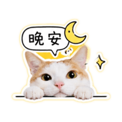 一隻叫「木木」的白底橘貓