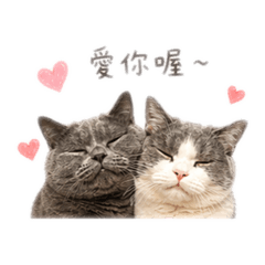 柒柒芝麻