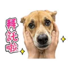 大林狗1