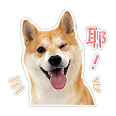 憨吉宝