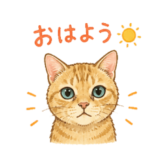 Ginger Cat Daily Phrases