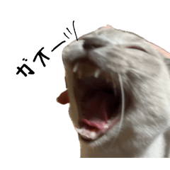 aoicat_20260503122901