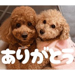 Mochiko_20260503130218