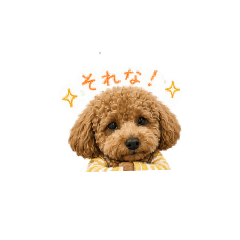 Choco_20260503131054